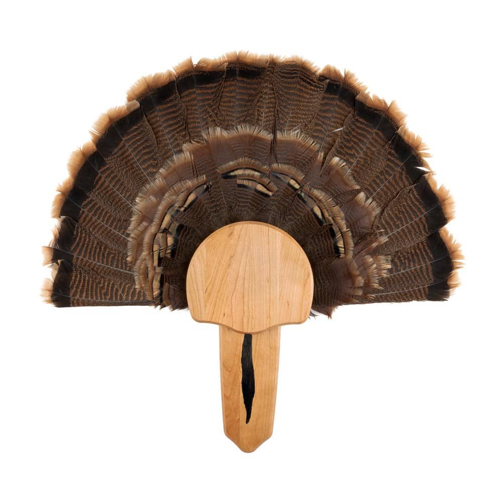 A single green leaf against a white background.