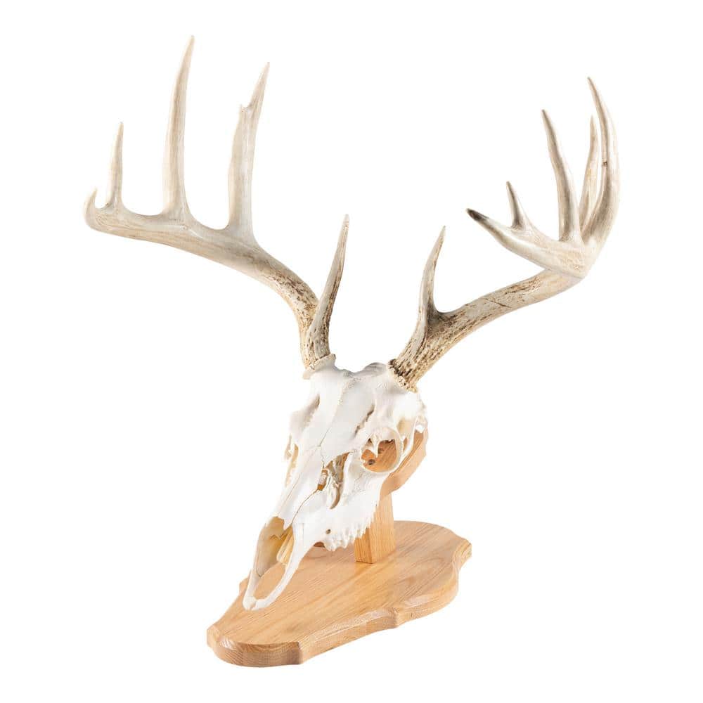 A single green leaf against a white background.