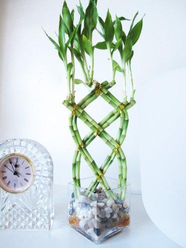 9greenbox lucky bamboo 9GreenBox