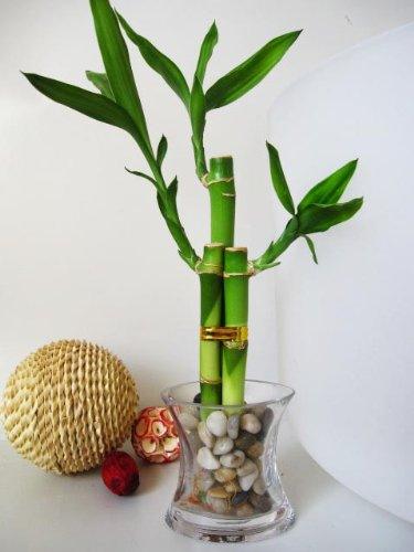 9greenbox lucky bamboo 9GreenBox