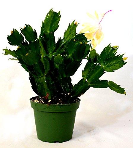 9GreenBox - Rare Yellow Christmas Cactus Plant - Zygocactus