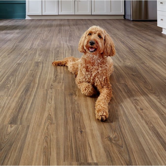 STAINMASTER PetProtect Bittersweet Hickory 12-mm T x 7-1/2-in W x