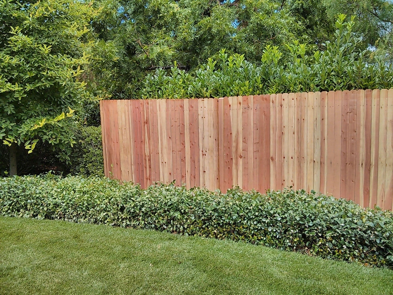 5 8 in X 5 1 2 in X 6 ft Redwood Dog Ear Fence Picket Super Arbor 5-8-in-x-5-1-2-in-x-6-ft-redwood-dog-ear-fence-picket-super-arbor