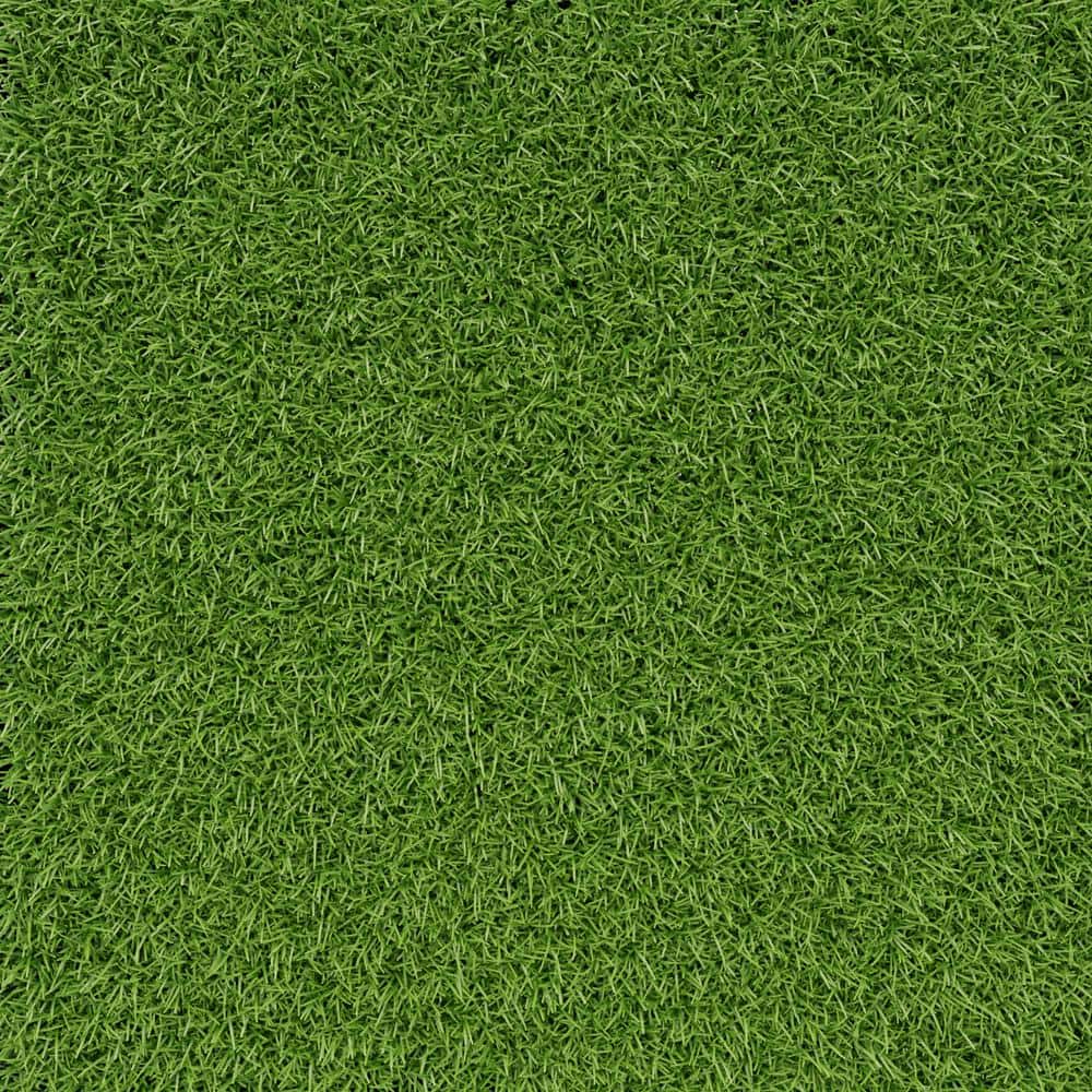 A single green leaf against a white background.