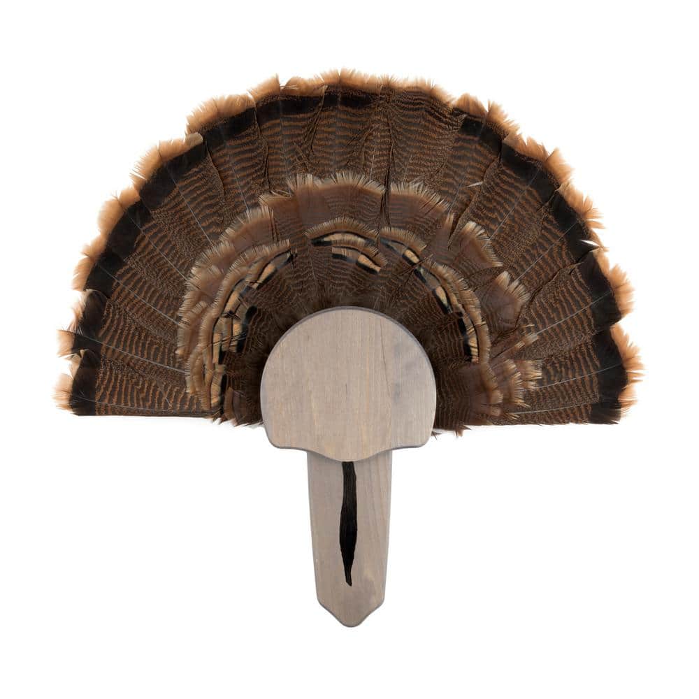 A single green leaf against a white background.