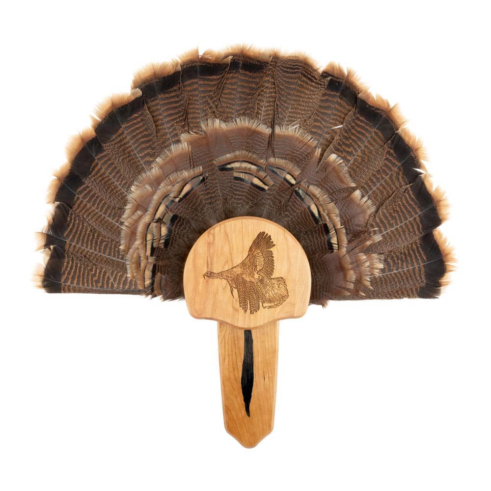 A single green leaf against a white background.