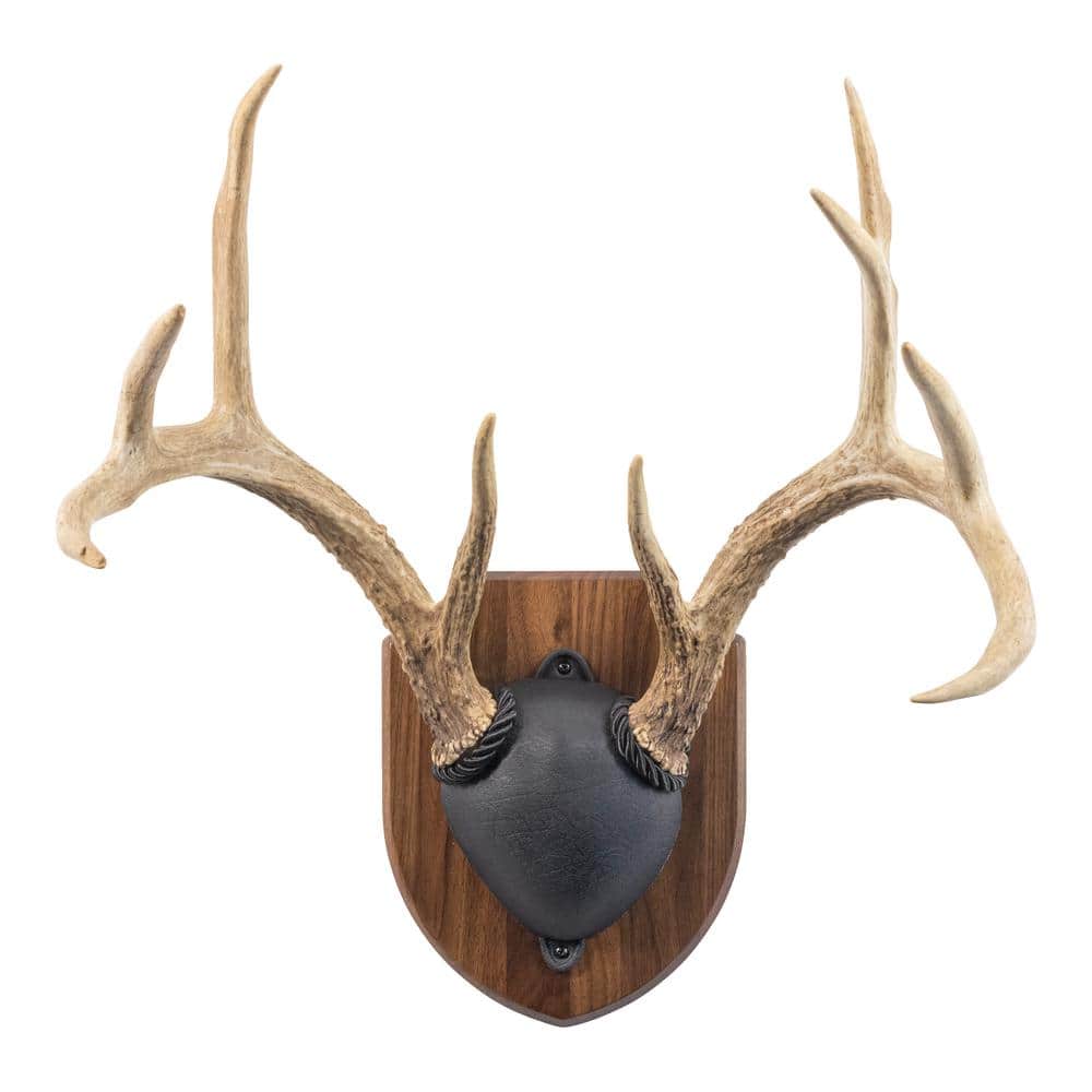 A single green leaf against a white background.