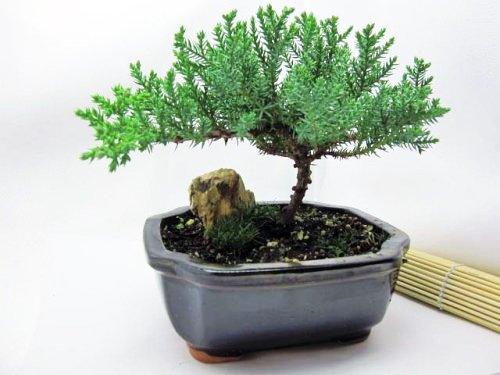 9greenbox juniper tree bonsai best gift 9GreenBox