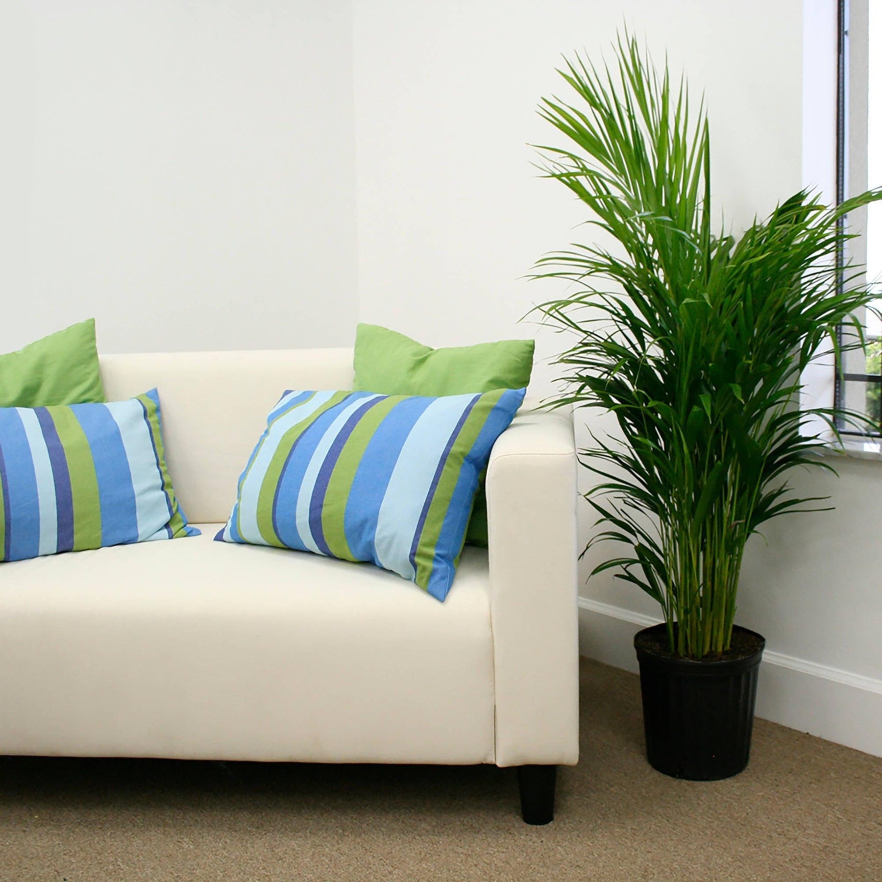 costa farms areca palm Costa Farms Live Indoor Areca Palm 3ft Tall, Grower Pot – Super Arbor