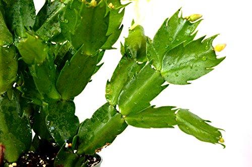 9GreenBox - Rare Yellow Christmas Cactus Plant - Zygocactus